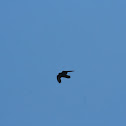 American crow
