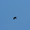 American crow