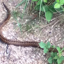 Common European adder