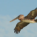 Brown pelican