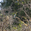 Abyssinian Roller