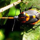 Florida Predatory Stink Bug