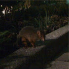 Australian possum