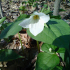 White Trillium