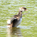 Pied-billed Grebe