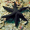 Luzon Sea Star