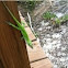 Green Anole