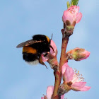 Buff-tailed bumblebee