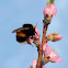 Buff-tailed bumblebee