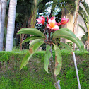 Plumeria