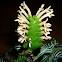 Planta cebra