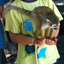 Squirrel monkey