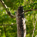 Downy Woodpecker (video of chicks)