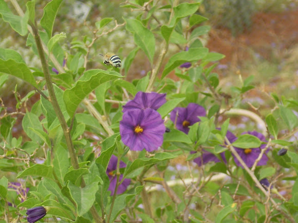 Spotting Image 1