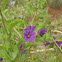 'Teddy Bear Bee' due to their fuzziness.