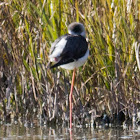 Black-winged Stilt; Cigüeñuela