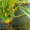 Yellow Crookneck Squash