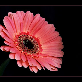 by Irena Klemenčič - Nature Up Close Flowers