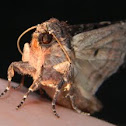 Moth