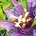 Honey Bee