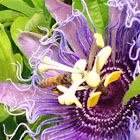 Honey Bee