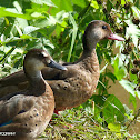Pé-vermelho (Brazilian teal)