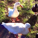 Pekin or Long Island Duck