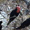 Magnificent Frigatebird
