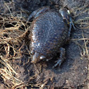 Eastern Narrowmouth Toad