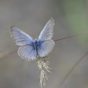 Spring Azure