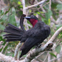 Purple-throated Fruitcrow