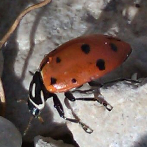Spotting Image 1