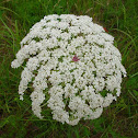 Queen Anne's Lace