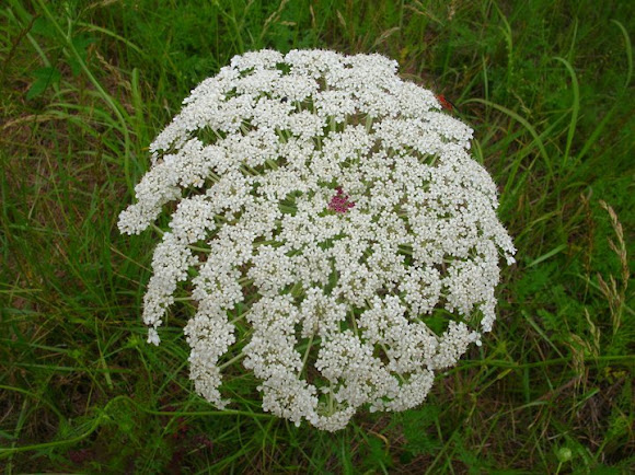 Spotting Image 1