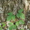 Poison Oak