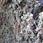 Cup Lichen