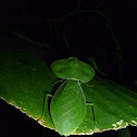 Hooded Mantis