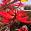 Coral tree