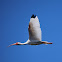 American White Ibis