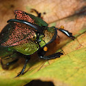Rainbow Scarab Beetle