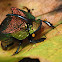 Rainbow Scarab Beetle