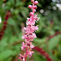 Poke Root