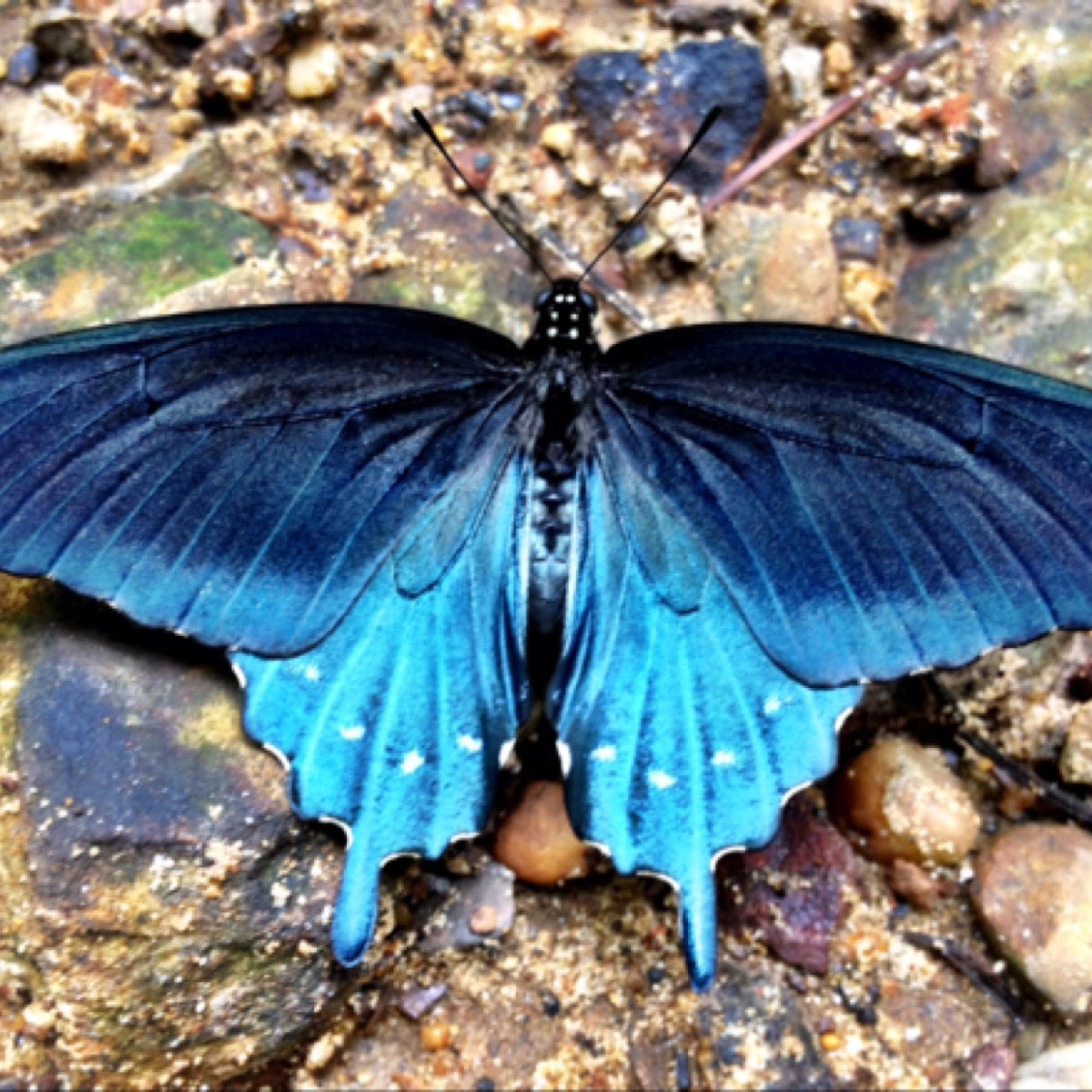 Pipevine Swallowtail