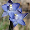 Slender Sun Orchid 