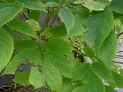 http://lh6.ggpht.com/Eleoco/SLAWCa44f5I/AAAAAAAAAPk/5ZrqrVDLwh0/s400/PICT0398.JPG