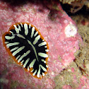 Flatworm