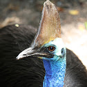 Southern Cassowary