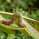 Geometrid caterpillar