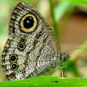 Common Fivering