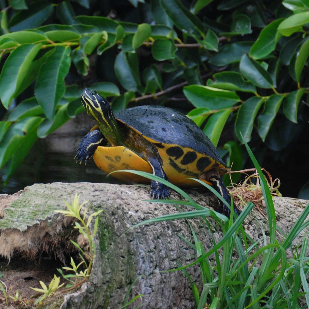 Florida Cooter